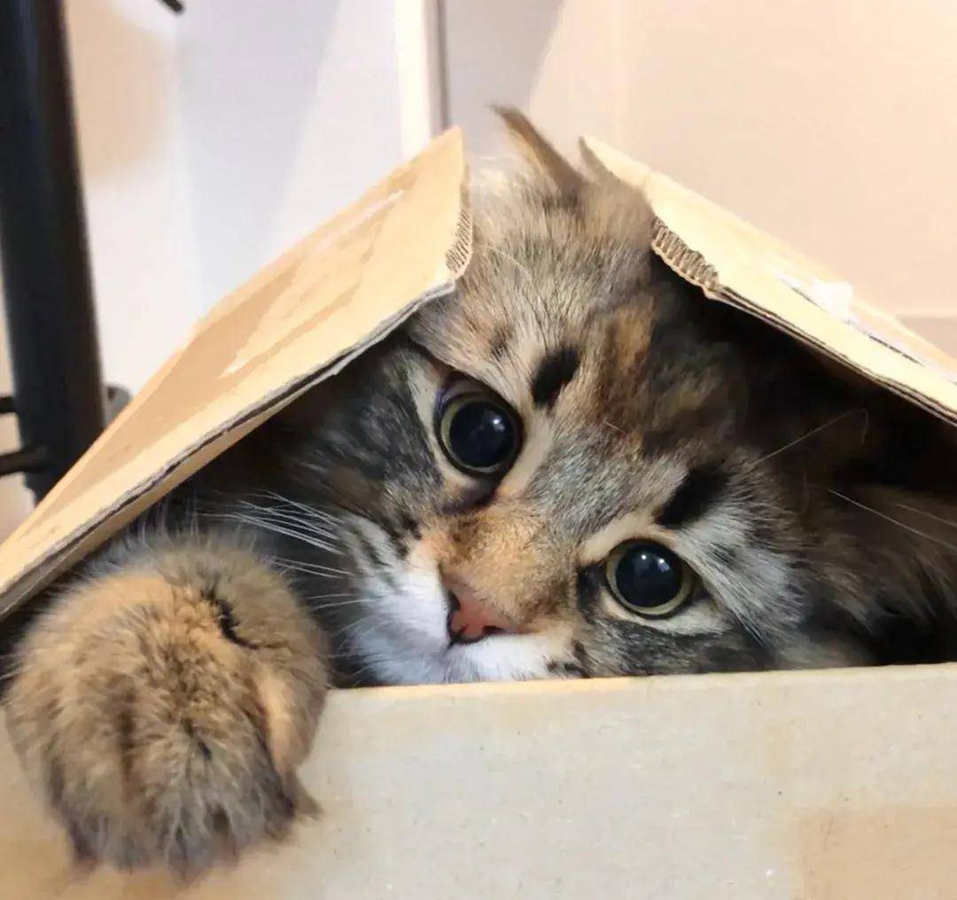 打开被子,露出小脑袋,迷茫的双眼似乎充满了困惑.