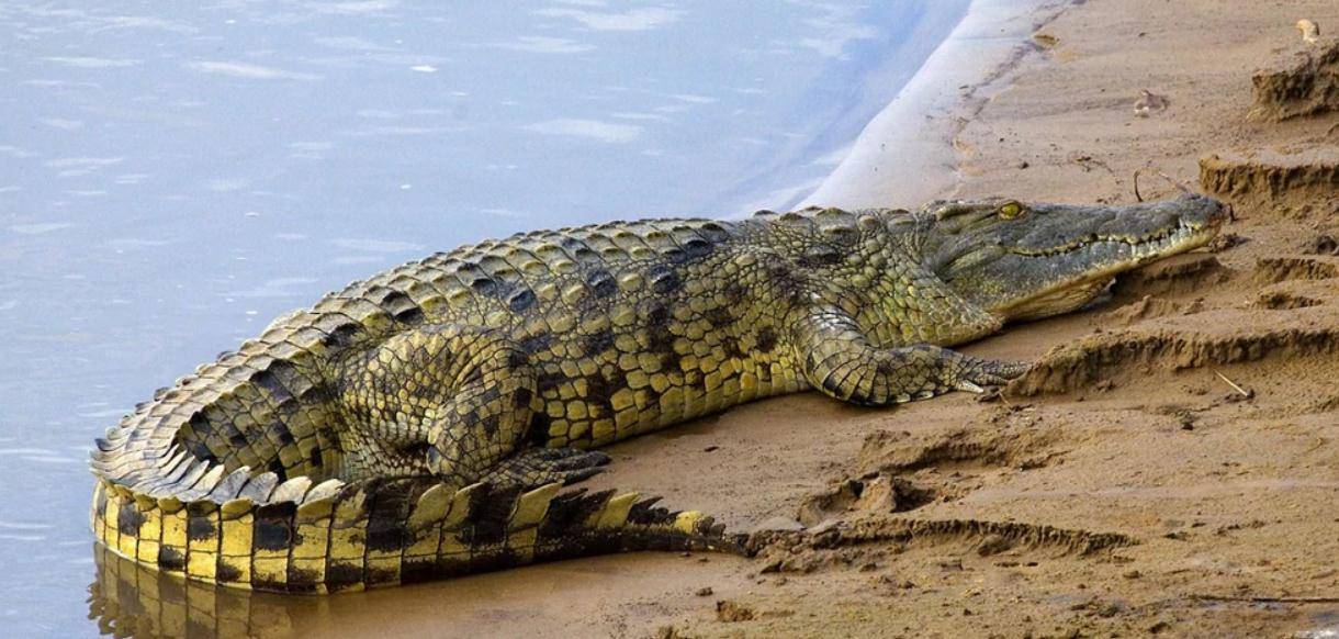 尼罗鳄vs湾鳄,谁才是真正的鳄鱼之王?