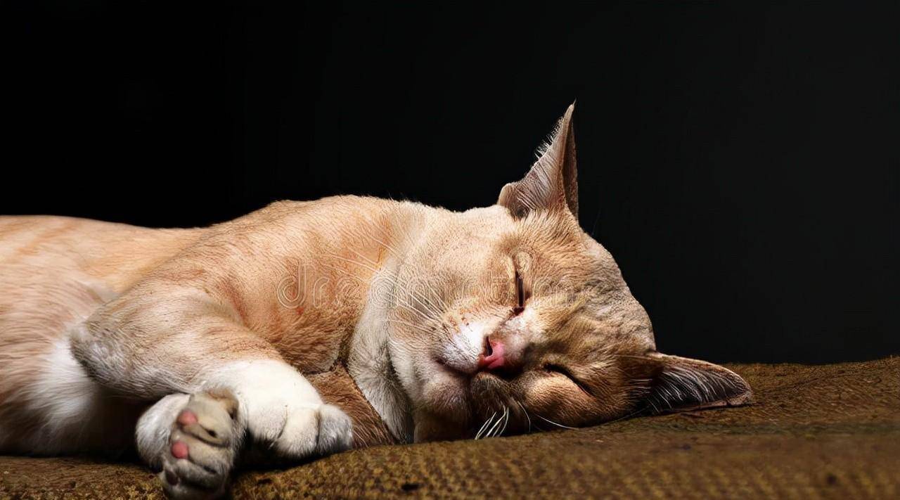 猫晚上睡觉吗？是如何睡觉的，睡眠的时间有多长_搜狐网
