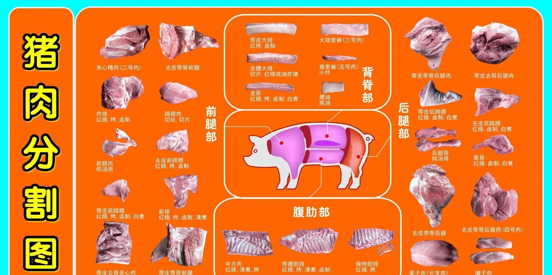 猪的全身骨骼图解图片