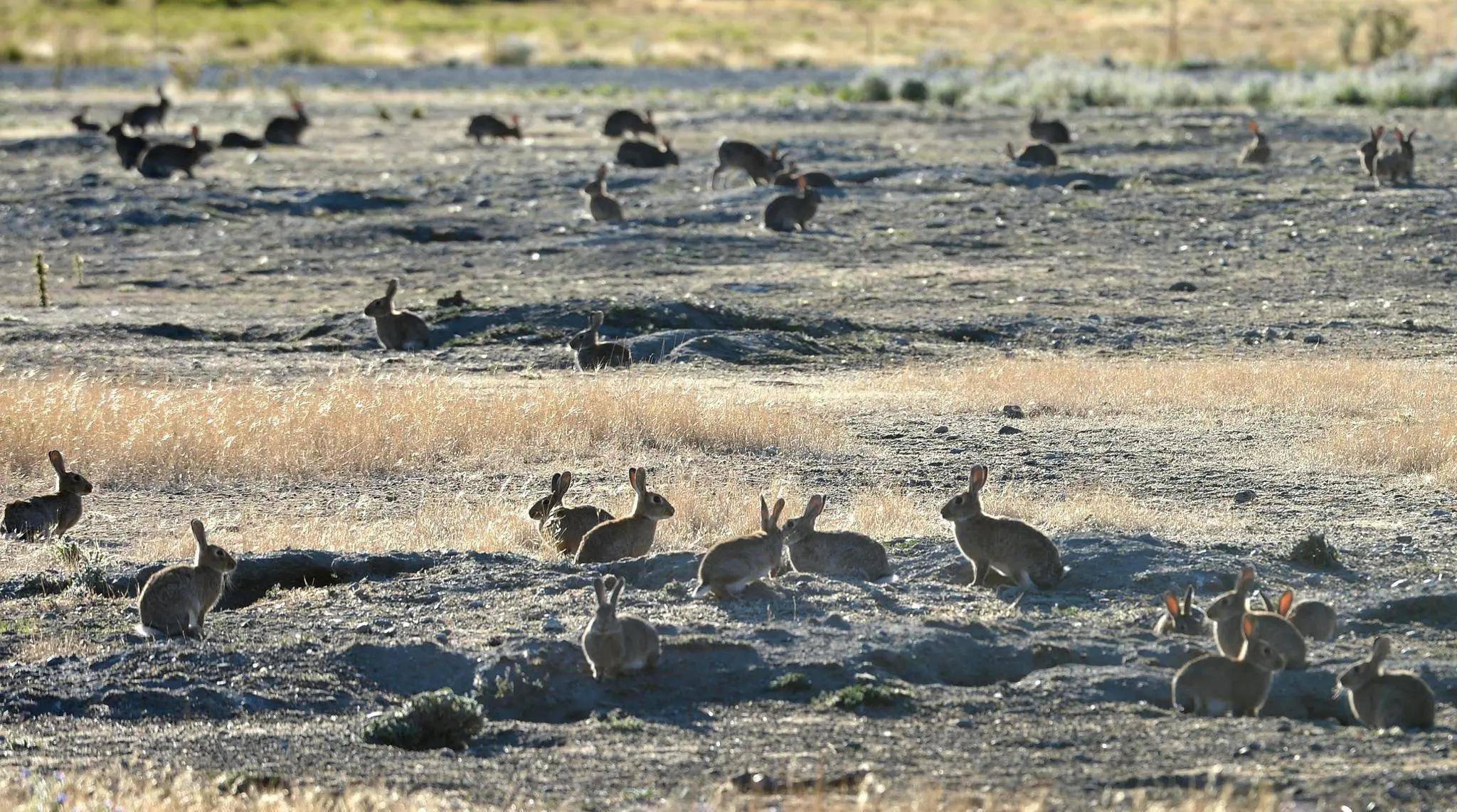 澳洲100亿只野兔泛滥成灾,人兔大战持续上百年,为何不直接吃掉_兔子