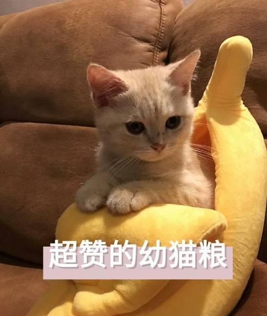 幼猫吃什么猫粮好？猫粮什么牌子好又廉价？国产天然幼猫粮保举！