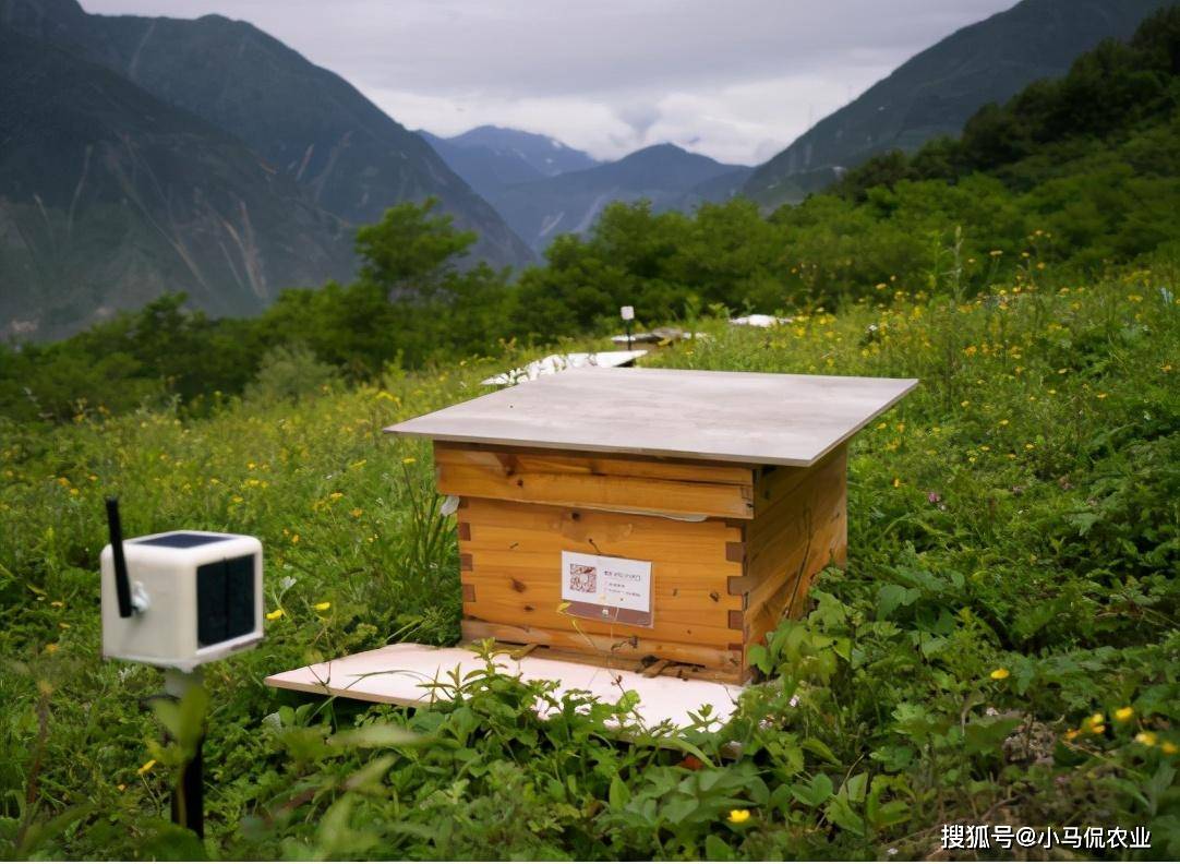 大叔4寸手机养蜜蜂死亡率降80%,智能蜂箱24小时慢直播,轻松致富_蜂蜜