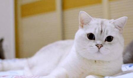 猫咪怀孕了主人要更加多注意一些猫咪的情况,不要让猫咪跳上跳下的