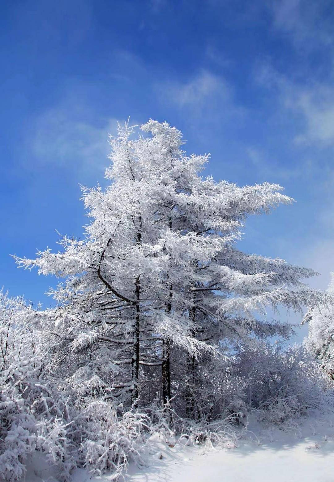 秦岭山雪景之冰封的树,洁白雪绒挂枝头,迎风傲立冰雪间_树枝_白色