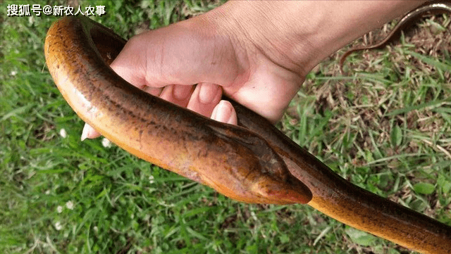 头长而圆,尾巴尖细,体表有一层光滑的粘膜保护,周身无鳞,色泽黄褐,体