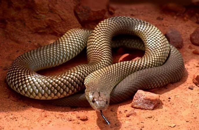 "无双毒皇"内陆太攀蛇终究是"王"蛇的口粮_毒性_动物_人类