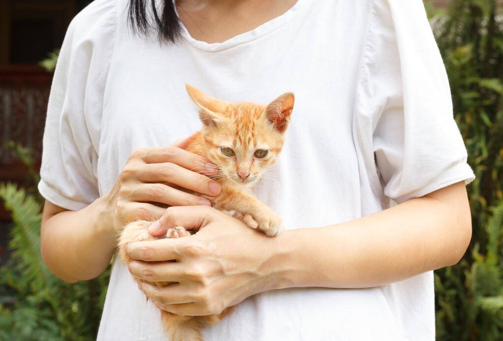 抱起猫咪的正确姿势图片