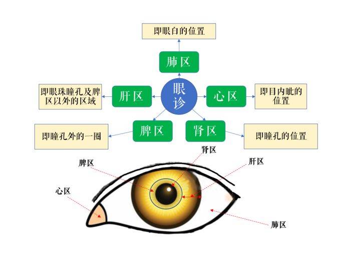 短短几秒,倪师竟能从小小的眼睛中看出五脏的虚实,确定病位的所在