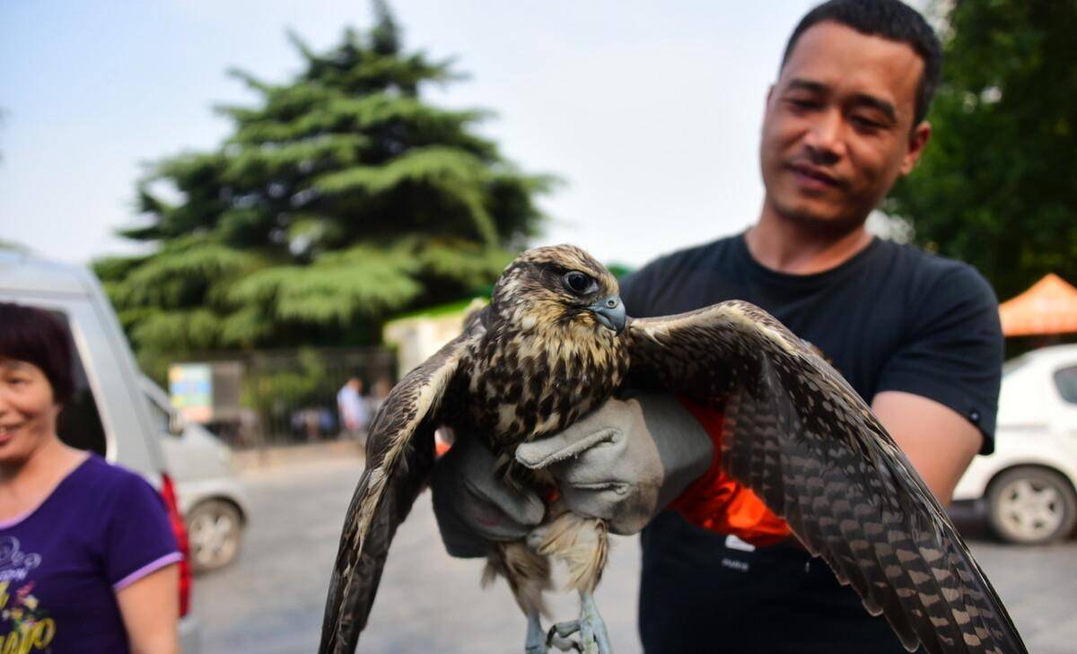 随后当地野生动物保护站安排了专人对这只小猎隼进行救护,兽医对它