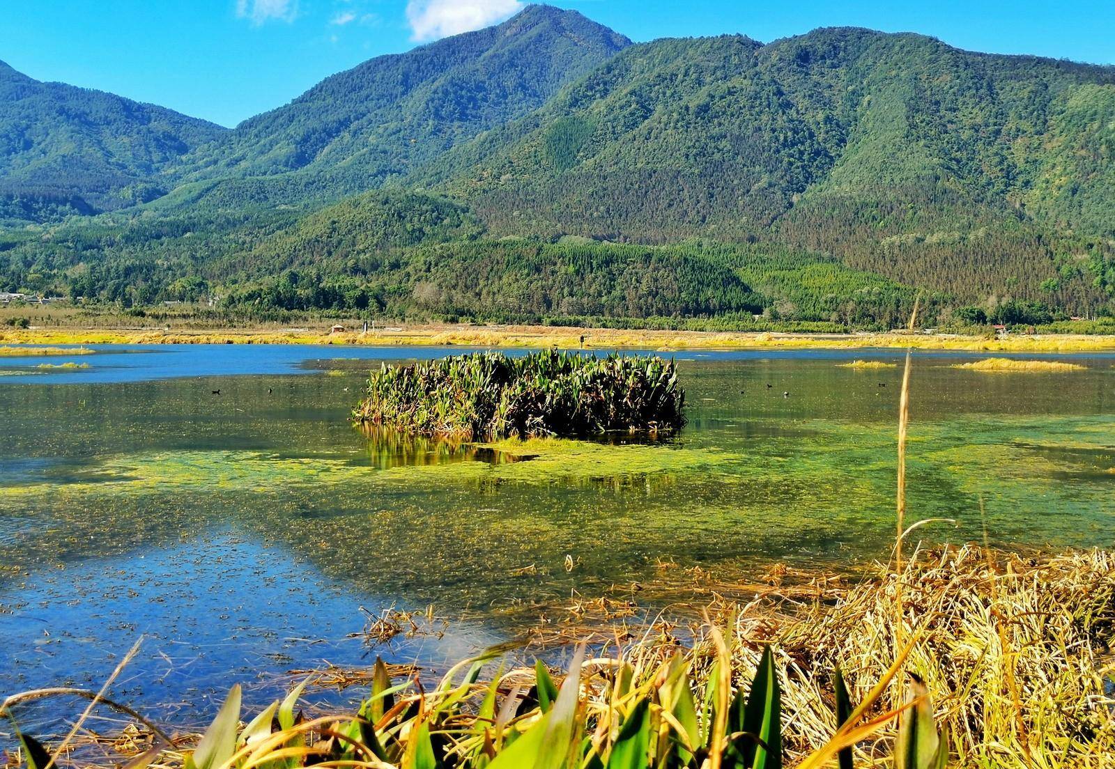 腾冲北海湿地确实奇异，水草根部交织长在一路，浮在水面好像草岛