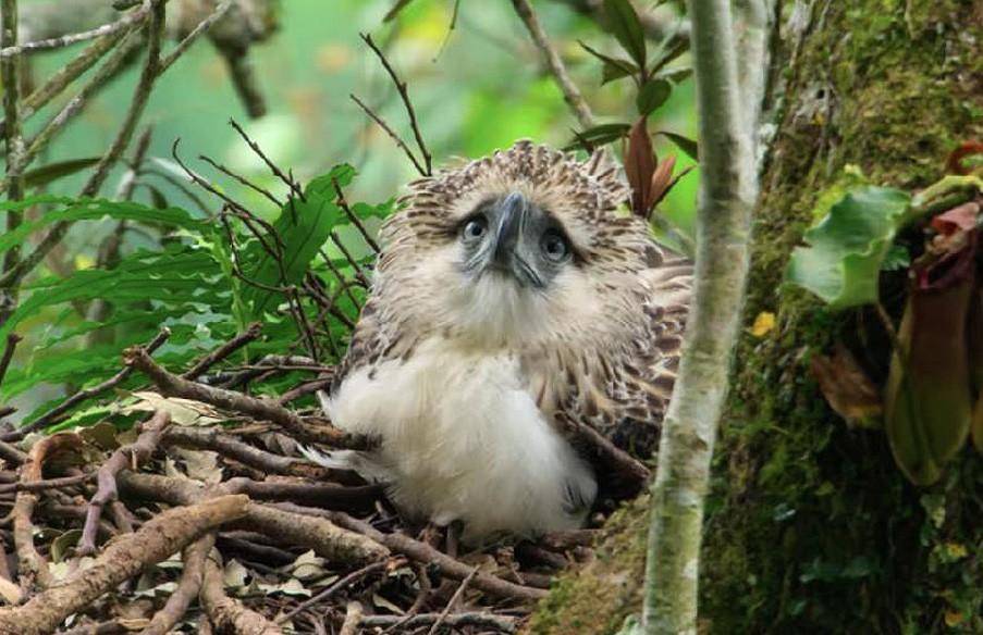 食猴鹰的"铁血柔情":捕猎猴子手段残忍,逼雏鹰捕猎冷酷心狠_雏鸟