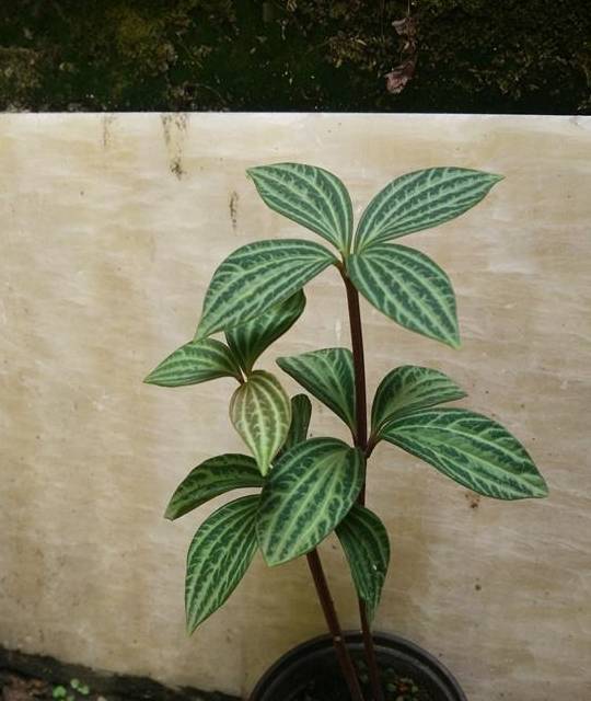 养白脉椒草,不注意这些叶子就是不好看_植株_叶片_红褐色