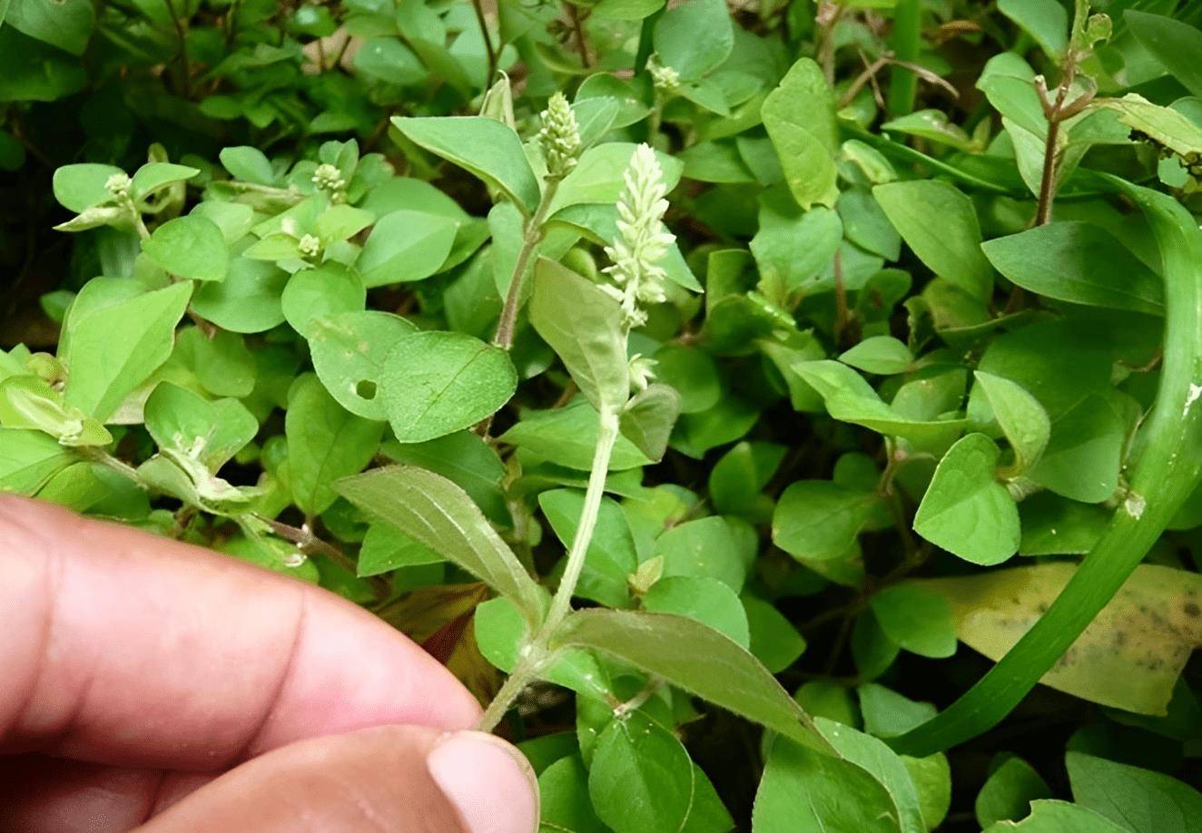 有1种蛇见怕,碰到请不要拔除了,如今是"草中黄金",你要爱惜_植物_花友