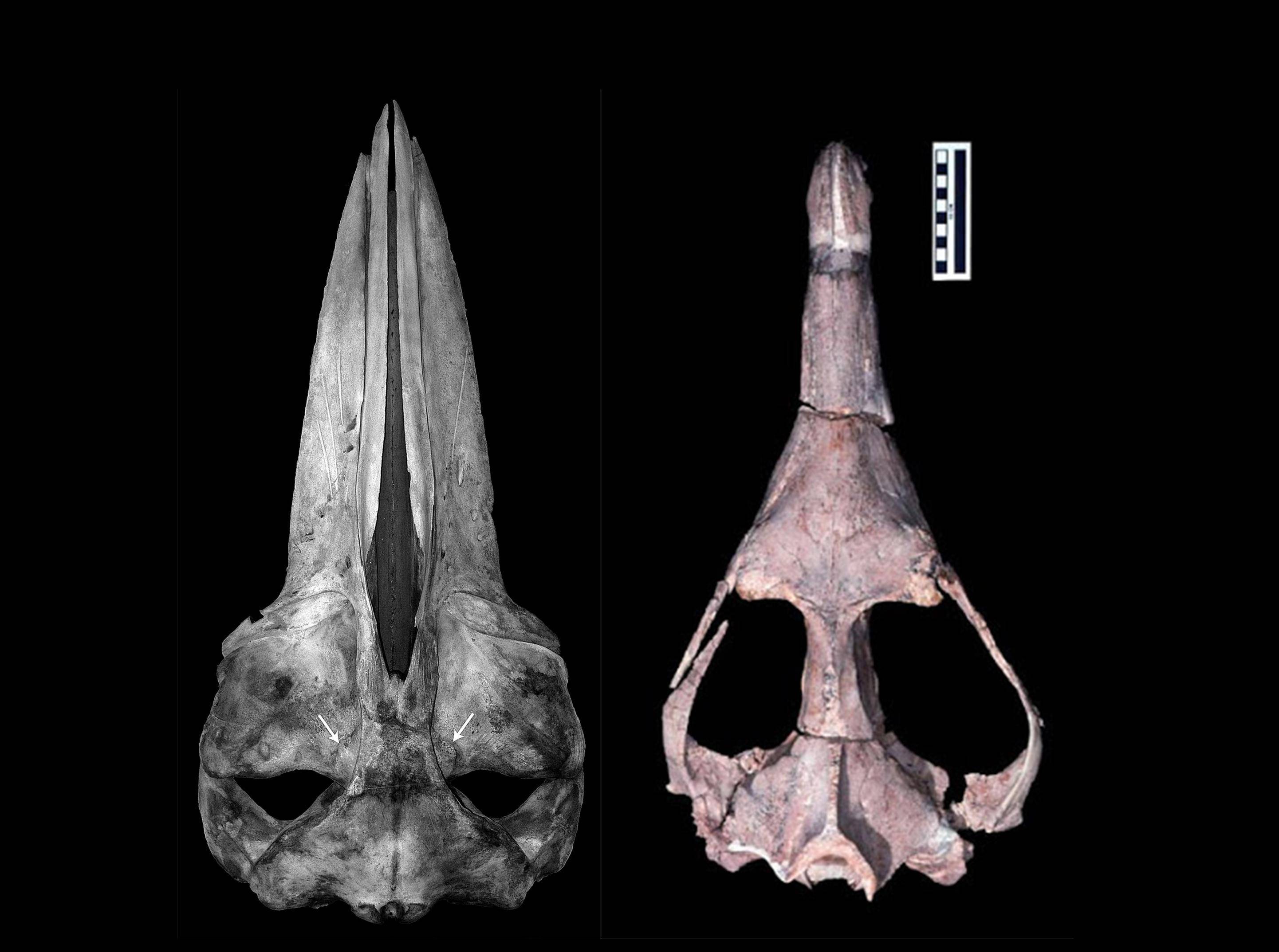相继有学者发现,这种动物的头骨与被骨壁包围的耳朵区域与现代鲸类