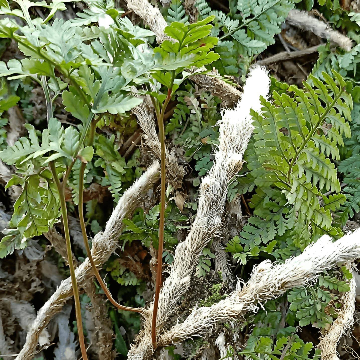 山里有1种"白毛蛇",叶子像蕨菜,用处十分多,古人常