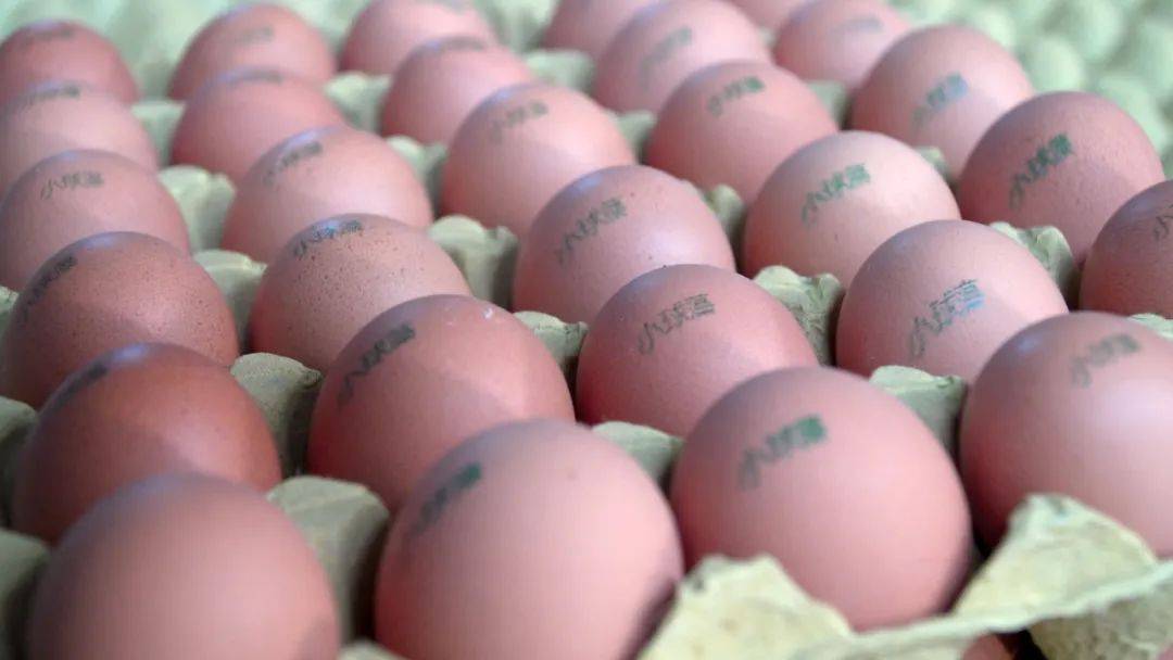 定西鸡蛋销往杭州_养殖_小球藻_订单