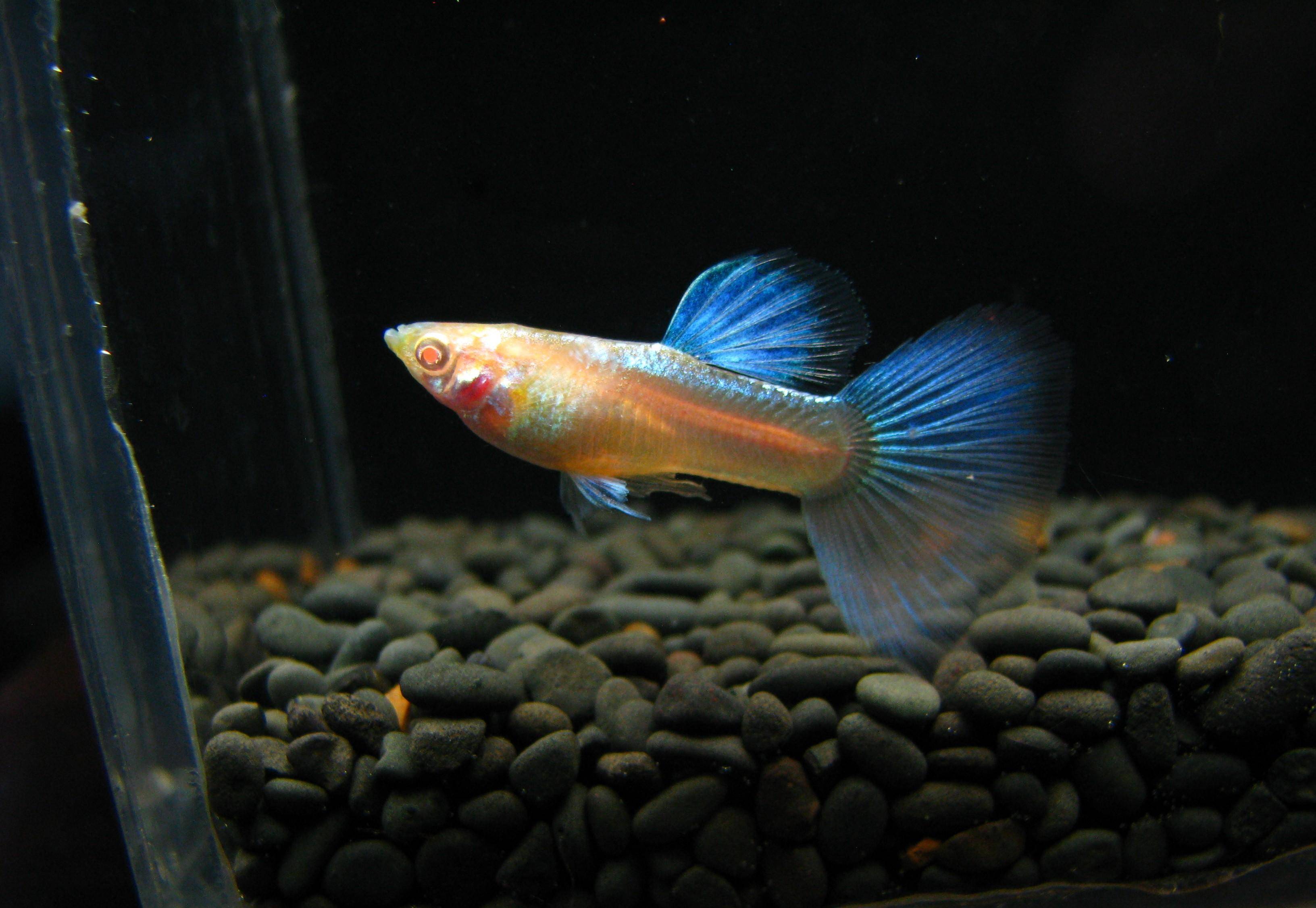 简谈孔雀鱼中深受广大鱼友喜欢的蓝尾礼服白子的选种,提纯和维系_进行