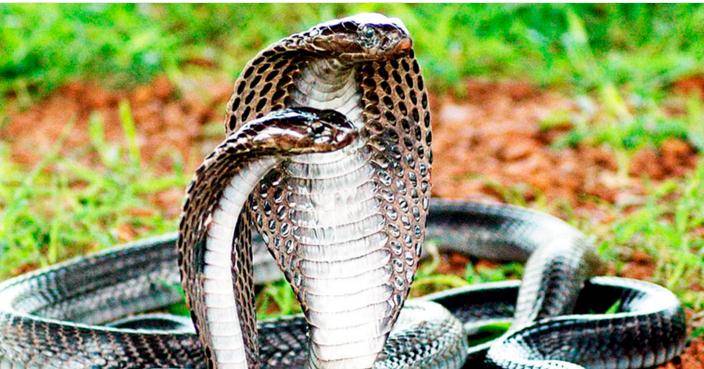 眼镜王蛇:蛇类煞星,所到之地毒蛇"片甲不留",连配偶都被吃了_猎物