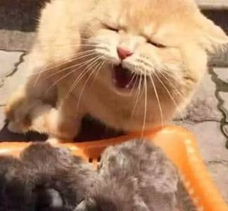 猫咪生下一窝小崽,主人被眼前的一幕笑趴了 猫咪生下一窝小崽,主人被眼前的一幕笑趴了