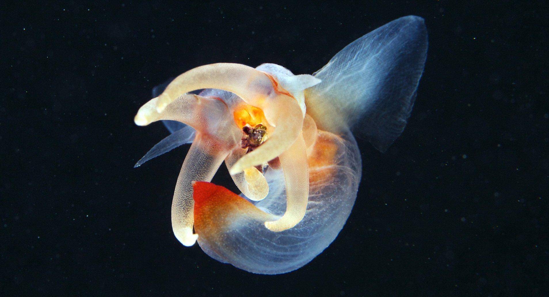 被称为"海天使"的裸海蝶其实是个残酷的天使_生物_蟠虎_触手