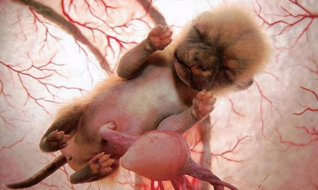 生物,既能下蛋又能生仔,刷新了人类的认知_爬行动物_哺乳动物_鸭嘴兽