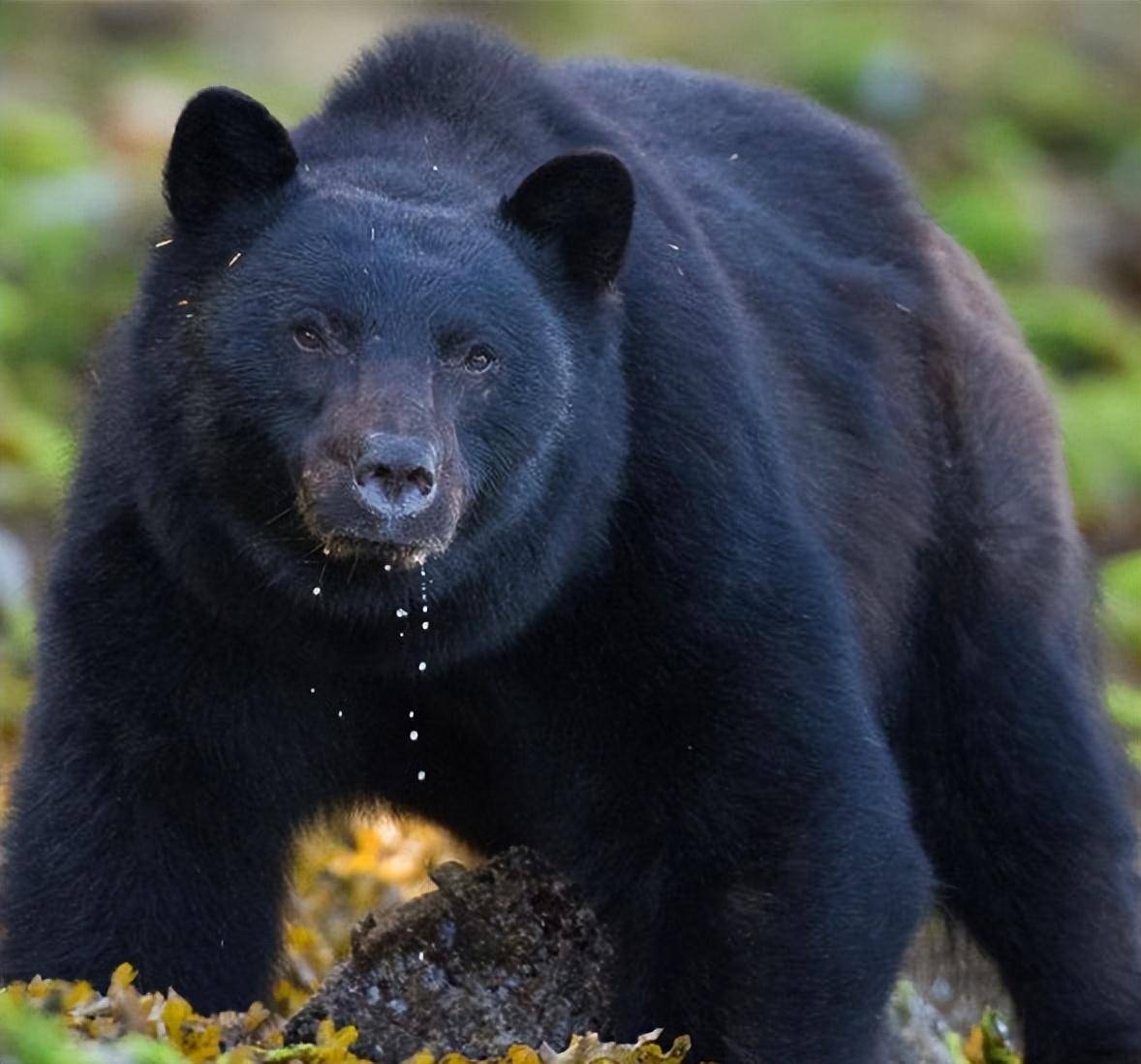 黑龙江男子挖野菜疑似遇到黑熊,受伤严重,黑熊到底有多怕?