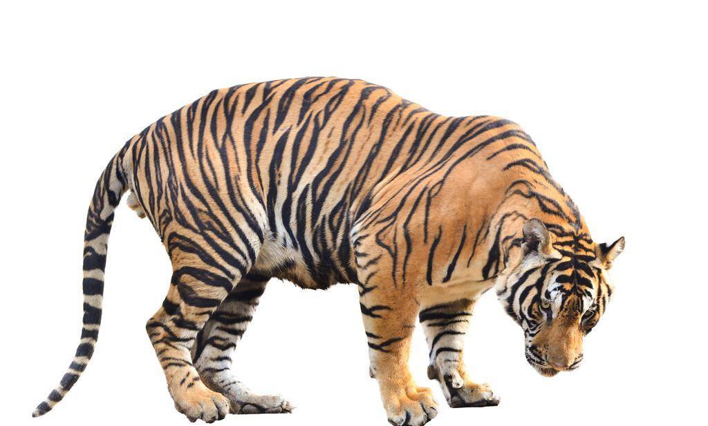 孟加拉虎是仅次于东北虎的第二大虎种,主要分布于印度和孟加拉国,在