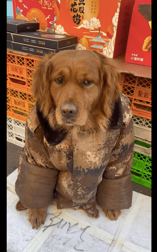 金毛穿着军大衣帮主人卖水果,模样看起来太好笑了!狗:不闲聊!