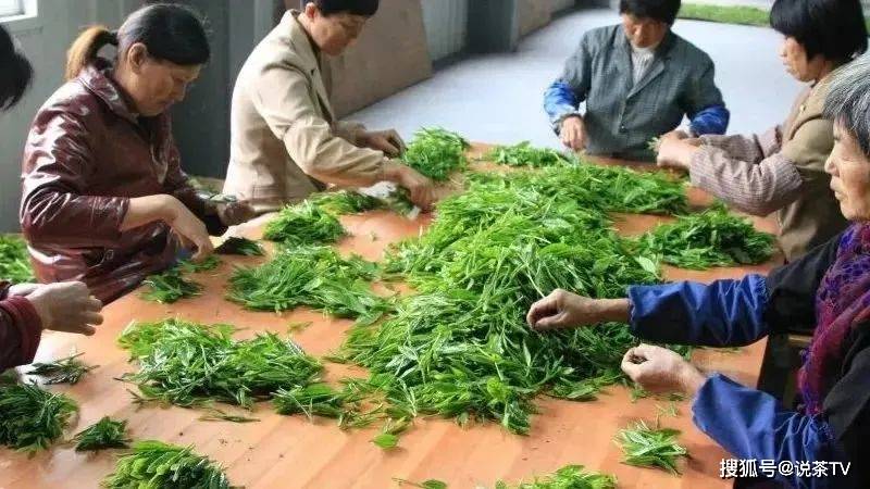 硬核推荐（藏茶申请非遗）藏茶制作工艺图片 第5张