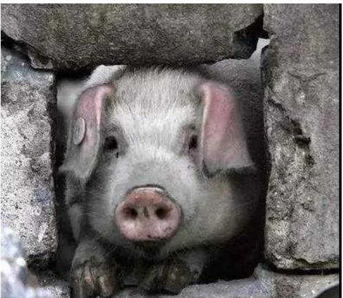 汶川地震中,那只被活埋36天的猪坚强,后来怎么样了?
