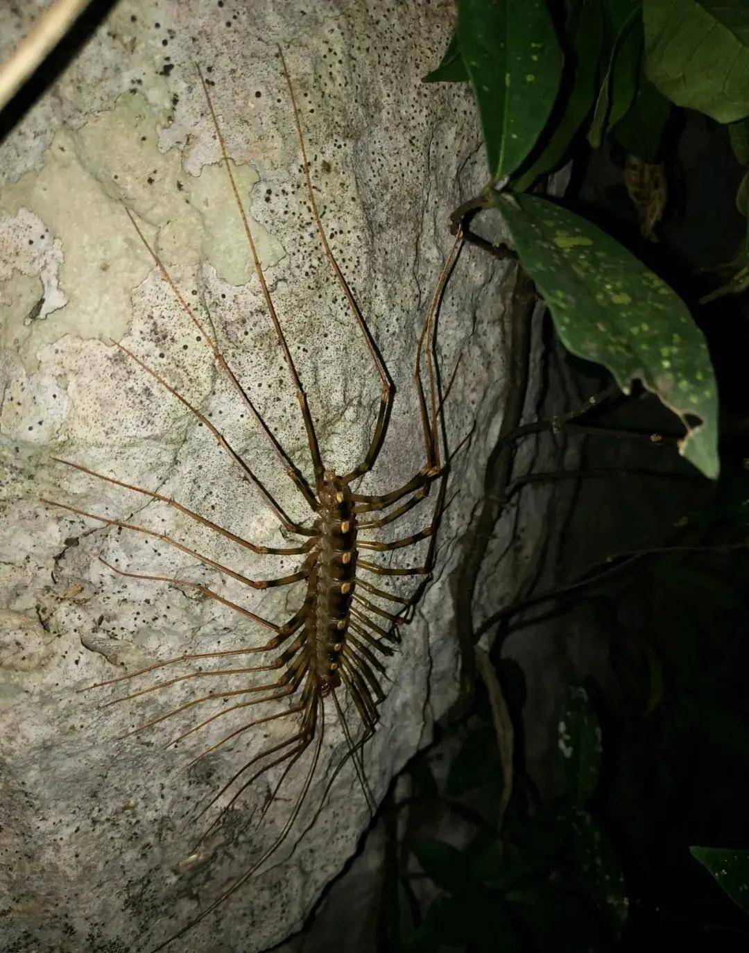 八零九零年代农村土坯房里面的小伙伴们_蚰蜒_蜘蛛_蜈蚣
