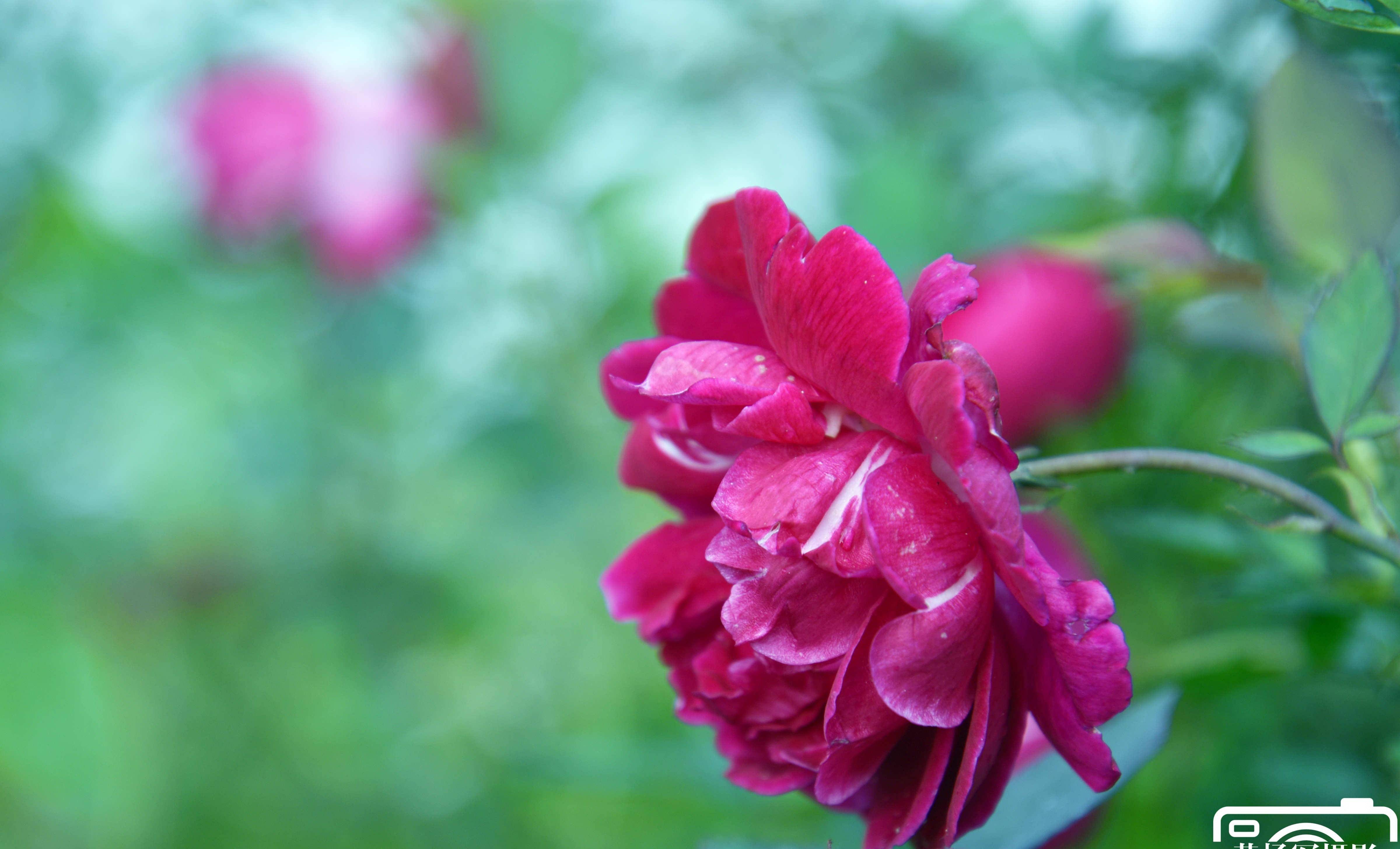 蔷薇花娇艳的迷人之美,绿叶中玫红色的花朵特漂亮,美如玫瑰