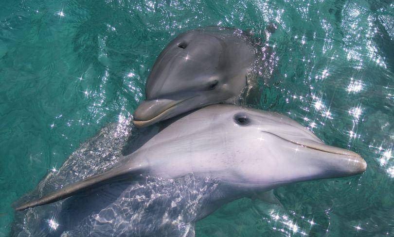 海豚很"变态",只因生殖方面很像人,但是却更残忍_行为_人类_动物