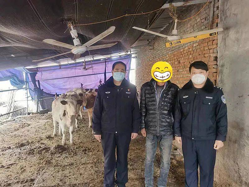 社旗:小牛集体"越狱" 民警跨县"抓捕"_荣大爷_唐庄_群众
