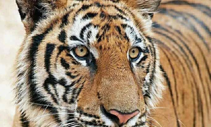 21世纪以来数量下降最快的虎亚种:印支那虎_濒危_老虎_白色