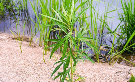 曾是河边1杂草