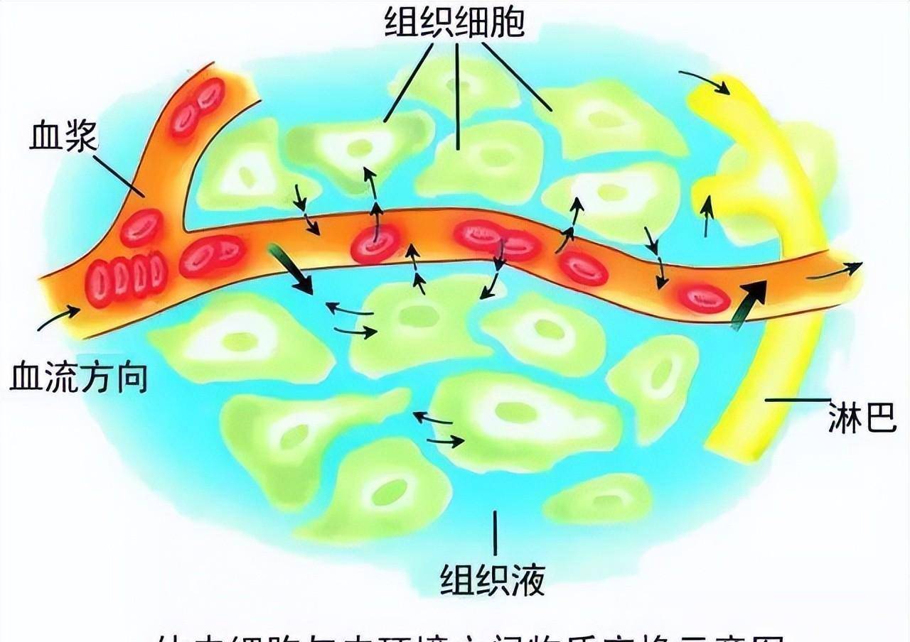 组织液来源于 来自搜狐网