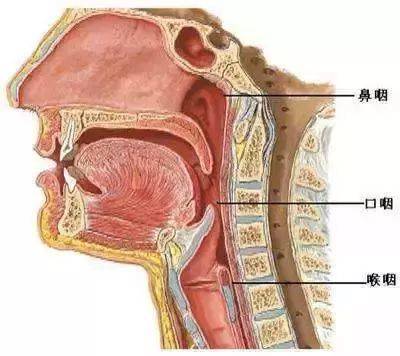 鼻子与气管的连接图图片