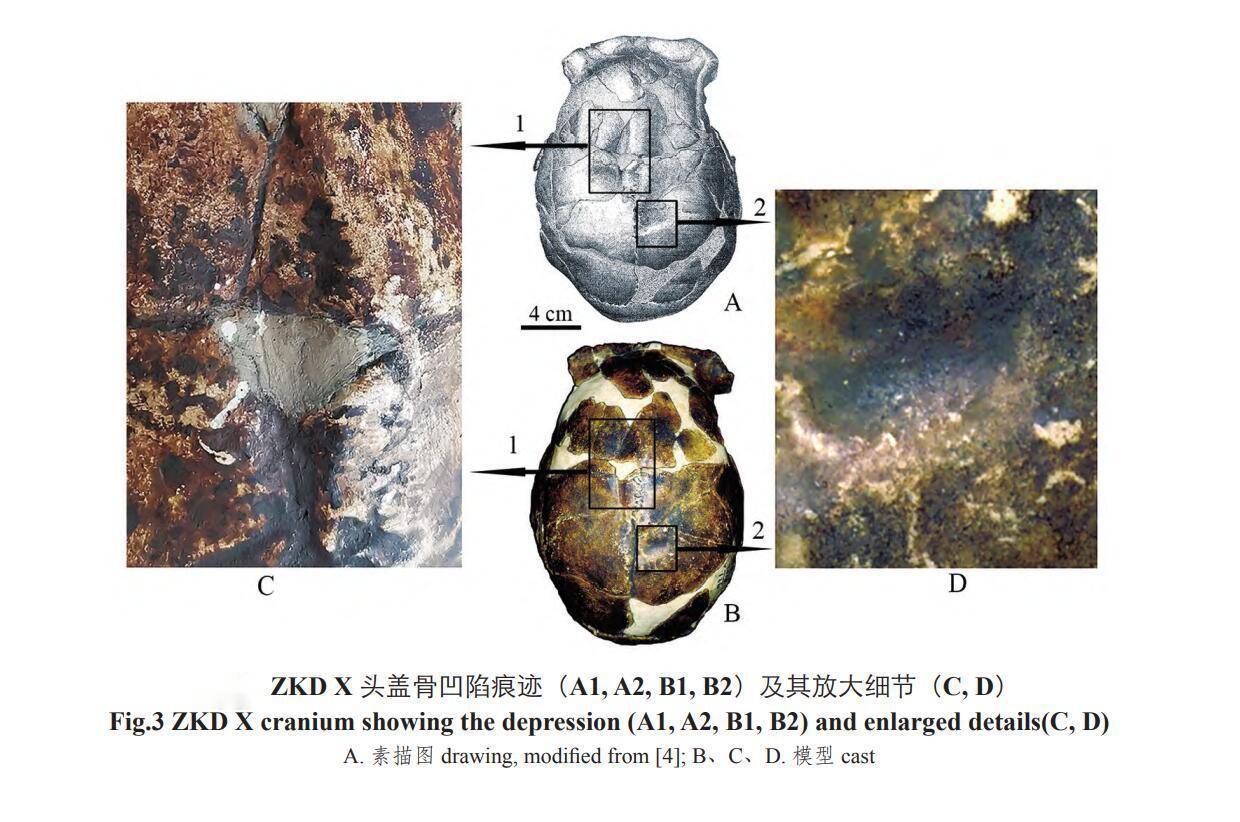 北京猿人化石图片