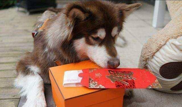 王思聪真是有钱任性,而且有点与众不同,还没见过谁给自己家狗发红包的
