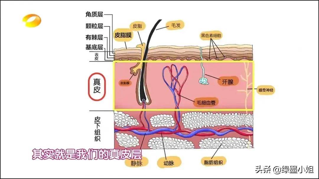 皮肤是由七层皮构成的,最表皮的是皮脂膜,往下第二层是角质层,第三层