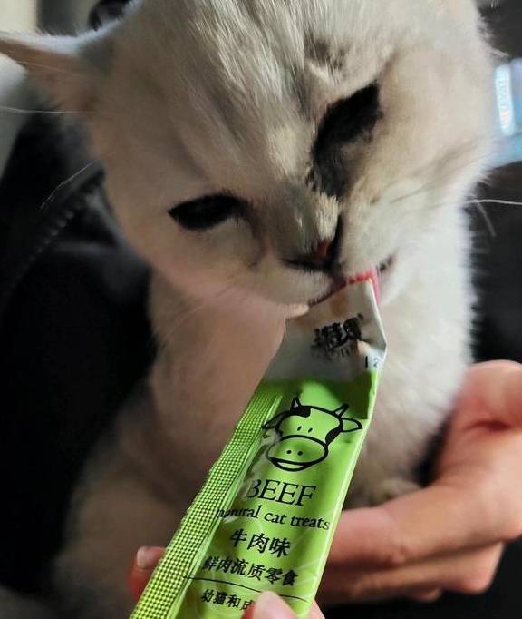 济南,撸猫地,实地勘察之猫语咖啡篇_猫猫_地方_高冷