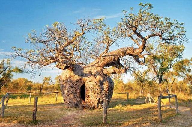 寿命可达5000年的猴面包树,能吃能喝还能住,这树究竟有多神奇?