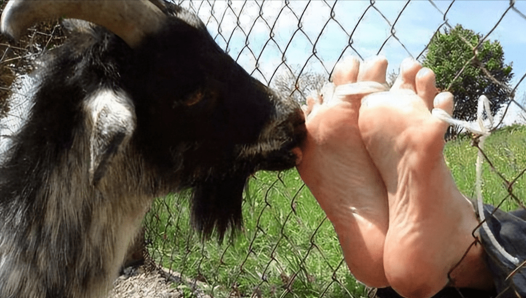 世界上变态的动物刑法,山羊舔脚,罪犯竟被活活笑死_刑罚_犯人_大象