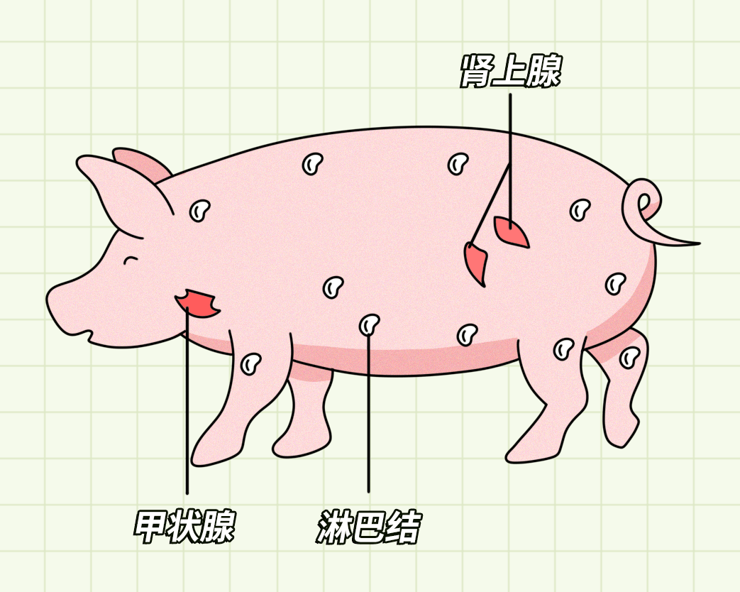 鸡肾上腺图片图片