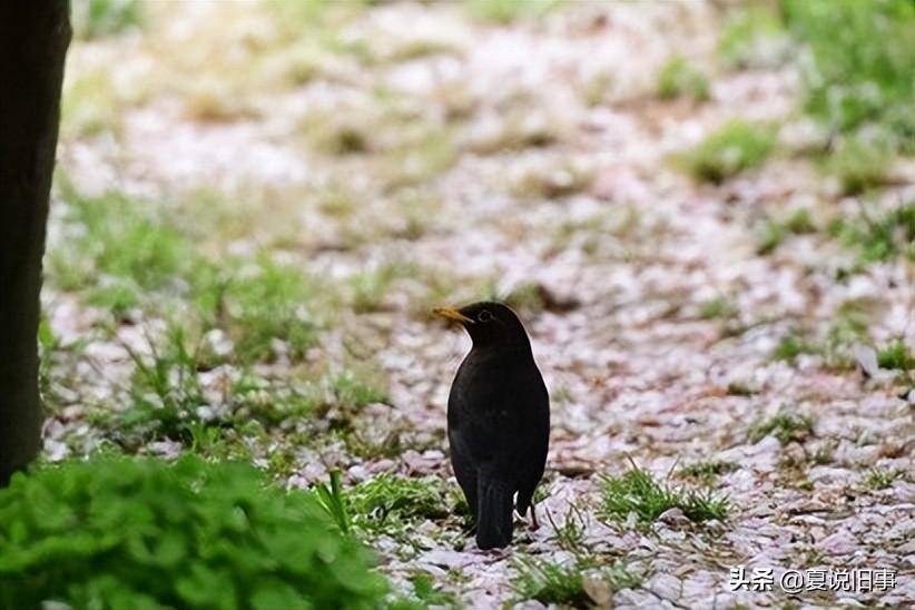 抓鸟养鸟(2):山燕子(乌鸫)_蚱蜢_鸟儿_翅膀