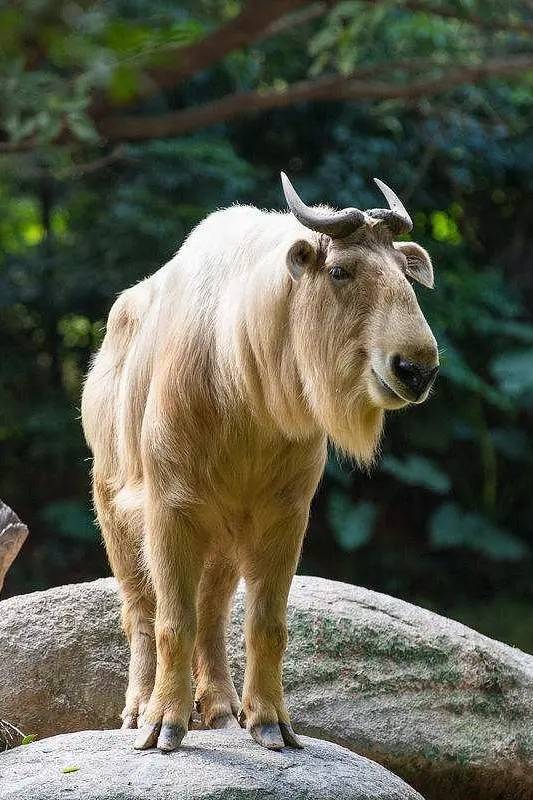 秦岭"六不像",单干大熊猫,黑熊见了掉头就跑,为何这么厉害?