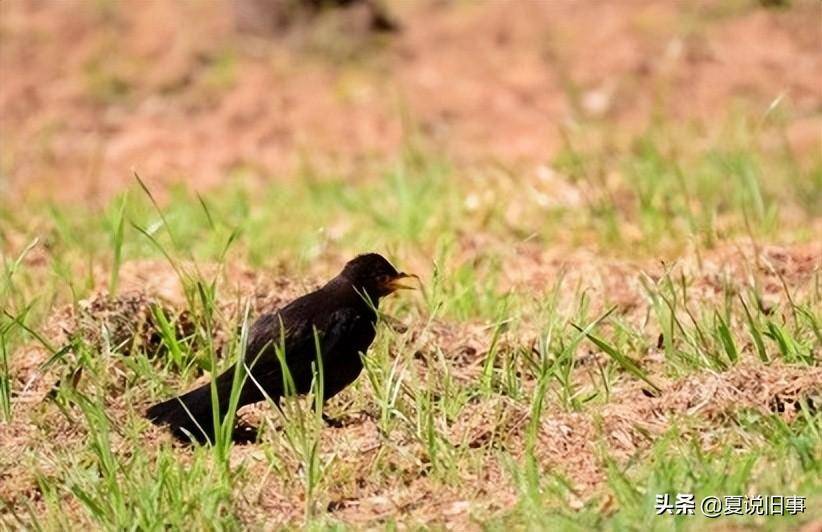 抓鸟养鸟(2):山燕子(乌鸫)_蚱蜢_鸟儿_翅膀