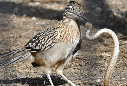 沙漠中的"猎人",一种以响尾蛇为食,一种喜欢悬挂猎物"尸体"_伯劳_鸟类